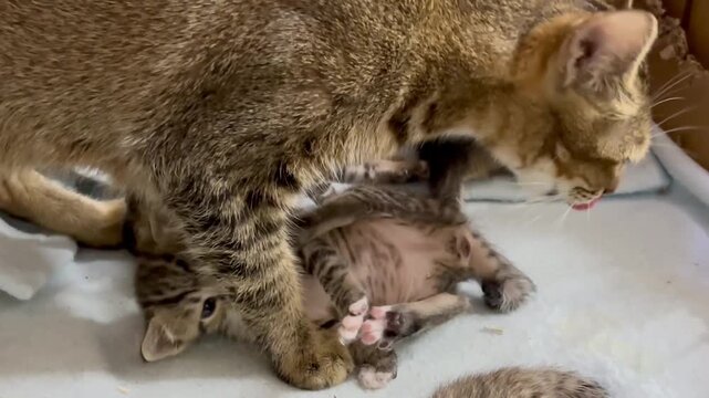 Mama cats lick their kittens' genital areas to trigger a biological reflex that forces them to urinate and defecate.