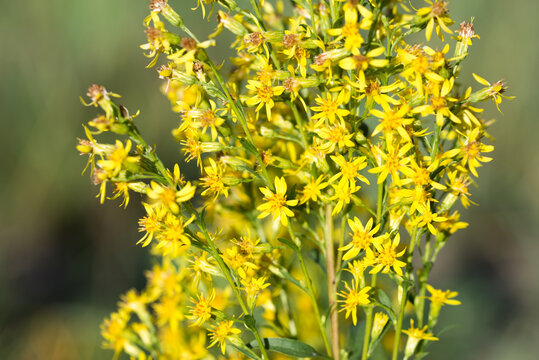 European goldenrod, woundwort,
Solidago virgaurea flowers closeup selective focus