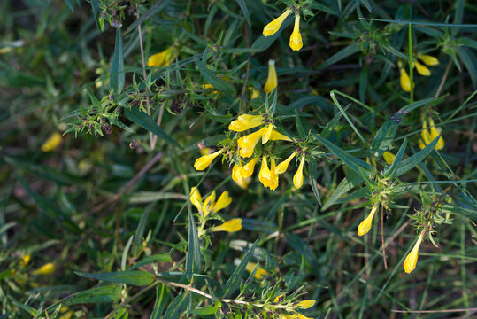 common cow-wheat, Melampyrum pratense yellow flowers closeup selective focus