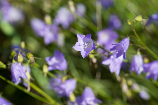 common harebell, Campanula rotundifolia, bluebell flowers closeup selective focus