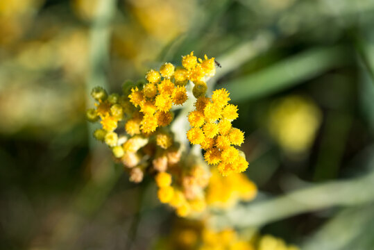 dwarf everlast, 
Helichrysum arenarium yellow flowers closeup selective focus