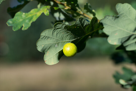 Galls, oak-apple,  cecidia on leaf closeup selective focus