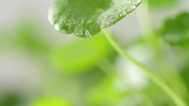 Fresh gotu kola leaves gently sway with water droplets and dew, creating a natural, refreshing and clean botanical atmosphere.