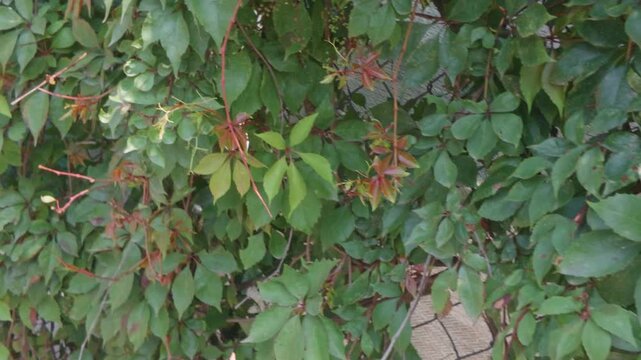 rojo, f&aacute;brica, baya, naturaleza, &aacute;rbol, fruta, huerta, hojas, arbusto, oto&ntilde;al, alimento, flor, grosella, sucursal, verano, ciclos, madura, caf&eacute;, sorbus, flora, espino