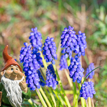 Bl&uuml;hende Traubenhyazinthen,Muscari, im Fr&uuml;hling
