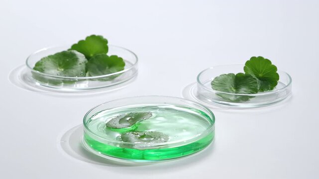 Water droplets fall into a Petri dish containing fresh gotu kola leaves, creating gentle ripples around the botanical material in a clean laboratory setting.