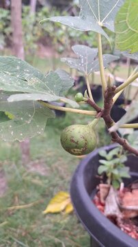 Unripe Green Fig Fruit Ficus Carica Growing on Tree Branch with Large Leaves in Pot Container at Garden Nursery