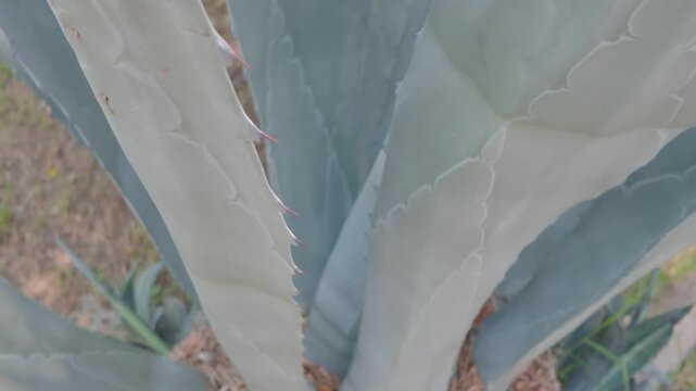 maguey, agave, flor, naturaleza, cactaceae, huerta, primavera, campa, hojas, f&aacute;brica, agave, verano, flora, aloe, acu&aacute;tico, florecer, c&eacute;sped, blanco, beldad, con textura, hermoso, tejido