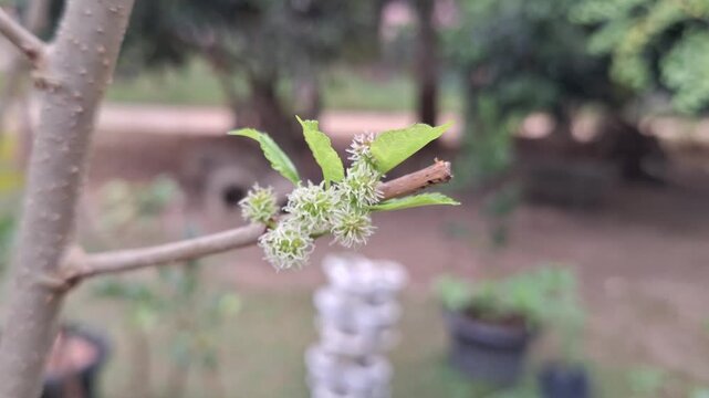 Blooming White Mulberry Flowers and Young Green Leaves Morus Alba Growing on Tree Branch in Spring Garden