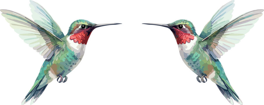 : Pair of flying ruby throated hummingbird vector illustration featuring symmetrical colorful ruby throated hummingbirds isolated on white background