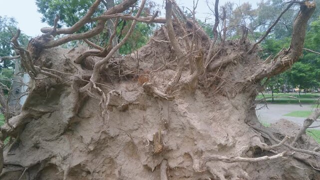 &aacute;rbol, naturaleza, ra&iacute;z, f&aacute;brica, bosque, madera, viejo, sucursal, insaturado, cagado, muerto, verde, suelo, con textura, ambiente, de invierno, cofres, nativo, acu&aacute;tico, paisaje, arbol caido
