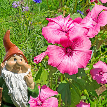 Bl&uuml;hende Trichtermalven,Malope trifida, Nahaufnahme