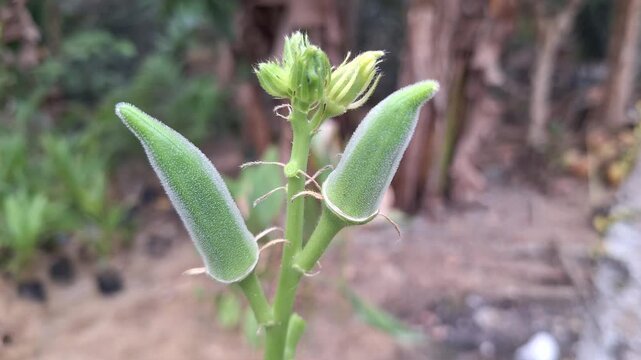 Unripe Green Okra Pods Abelmoschus Esculentus Growing on Stem in Agricultural Garden Farm Showing Vegetable Harvest