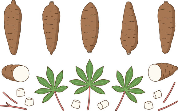 Cassava Collection with Whole Cassava Roots Sliced Cassava Cassava Leaves Root Vegetable and Tropical Crop Vector Illustration Set