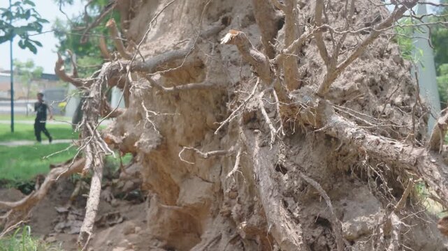 &aacute;rbol, naturaleza, ra&iacute;z, f&aacute;brica, bosque, madera, viejo, sucursal, insaturado, cagado, muerto, verde, suelo, con textura, ambiente, de invierno, cofres, nativo, acu&aacute;tico, paisaje, arbol caido
