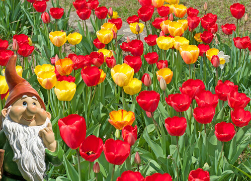  Bl&uuml;hende Tulpen im Fr&uuml;hling, Nahaufnahme