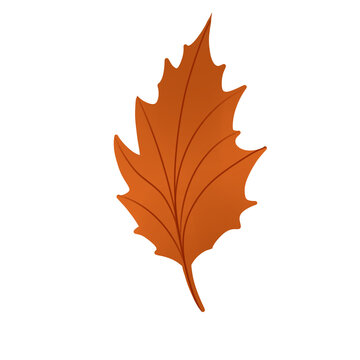 autumn maple leaf