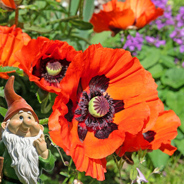 Bl&uuml;hender T&uuml;rkischer Mohn ,Papaver orientale, in einer Nahaufnahme