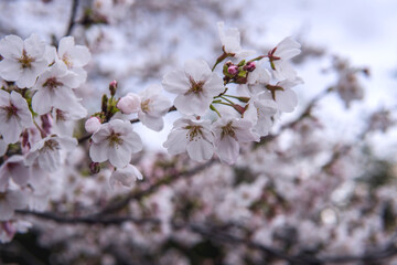 サクラ(Cerasus spp.)：枝先の花をクローズアップ／日本埼玉県・3月 © yumiko