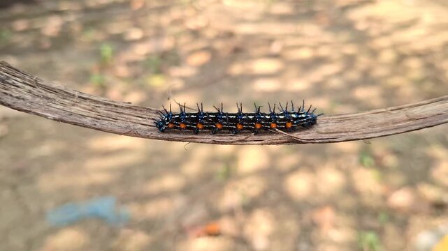 Spiny Caterpillar Larva Crawling on Dry Twig Branch Outdoors in Natural Environment Showing Insect Wildlife Macro Detail