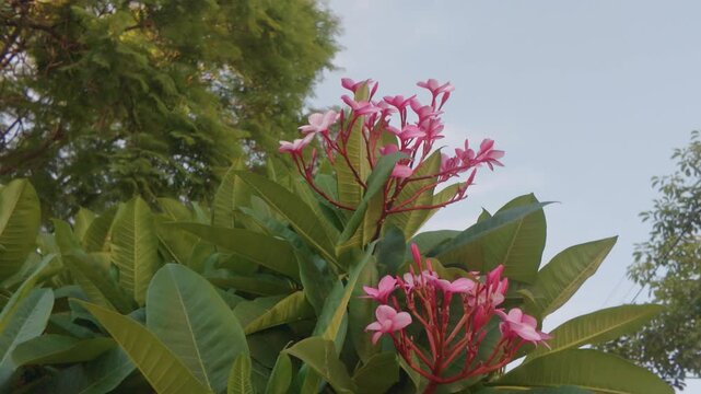 flor, rosa, naturaleza, huerta, f&aacute;brica, florecer, primavera, verano, beldad, rojo, hojas, flora, floral, morada, blanco, variopinto, brillante, hermoso, color, amarilla, aparcar, ramo