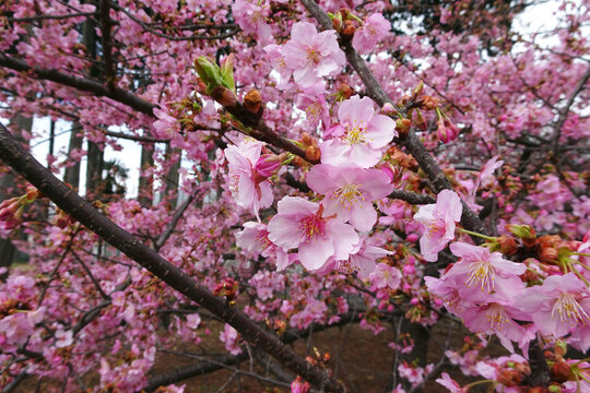カワズザクラ（Cerasus &times; kanzakura &lsquo;Kawazu-zakura&rsquo;）／濃ピンクの花をクローズアップ／日本・2月