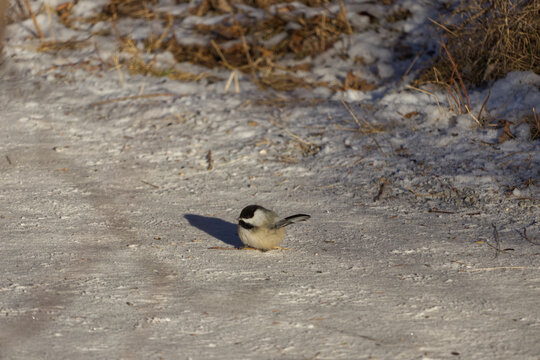 A Black-capped Chickadee in the sunlight
