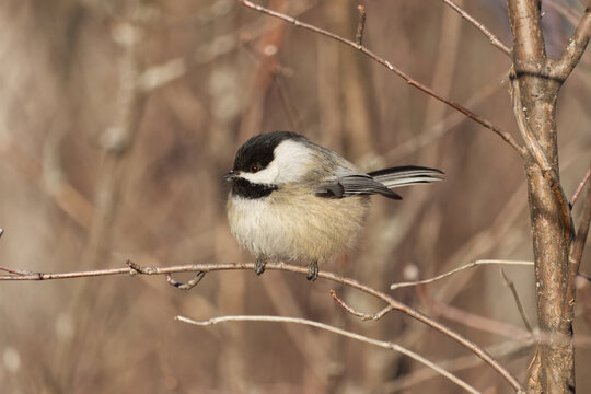 A Black-capped Chickadee in the sunlight