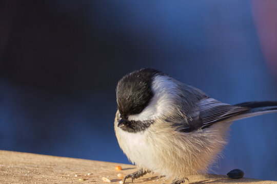 A Black-capped Chickadee in the sunlight