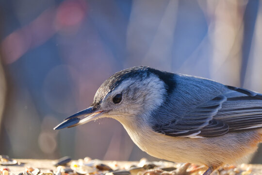 A White-breasted Nuthatch in the Sunlight