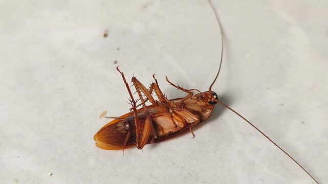 A cockroach is lying on the floor. The cockroach's body is upside down.