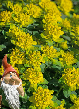 Bl&uuml;hende Warzen-Wolfsmilch,Euphorbia verrucosa