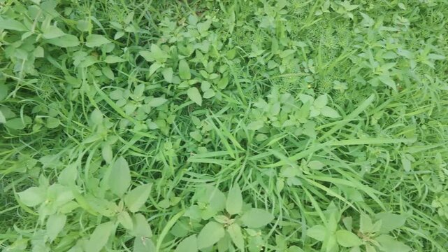f&aacute;brica, naturaleza, hojas, c&eacute;sped, huerta, fresco, alimento, con textura, perejil, organica, verduras, verano, campa, close-up, &aacute;rbol, flora, hierba, agricultura, primavera, follaje, acrecentar, verd