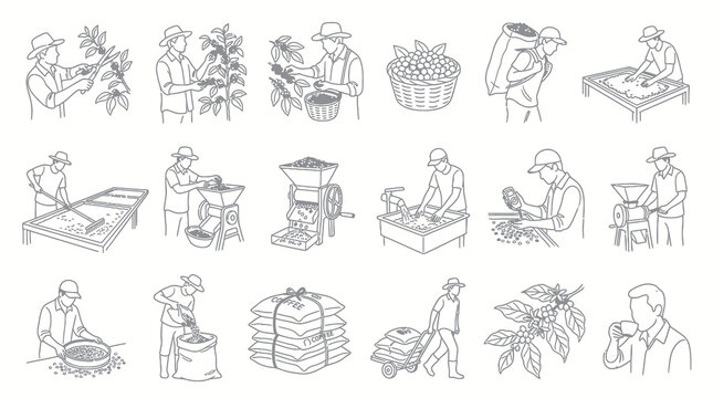 Coffee Farming Process Line Art Icons: Harvesting, Processing, Roasting, Drinking