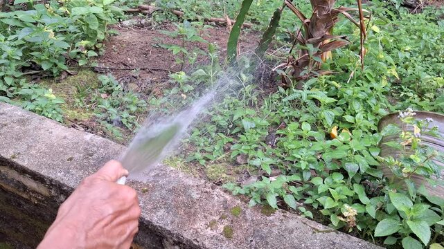 Watering Plants in Garden with Hose Spraying Water on Green Leaves and Soil During Sunny Day Agricultural Care