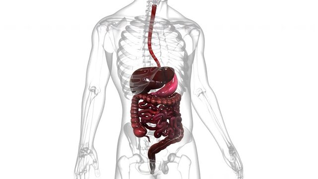 Human Digestive System Anatomy Animation Concept