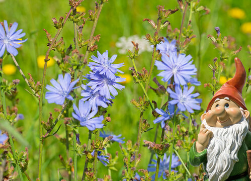 Bl&uuml;hende Wegwarte, Cichorium intybus, Nahaufnahme
