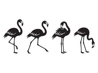 Obraz premium Set of black flamingo bird silhouettes in various poses isolated on white background for tropical art.
