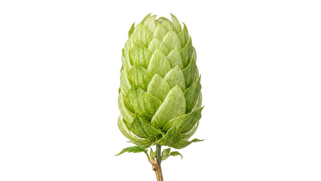 Fresh Green Hop Cone