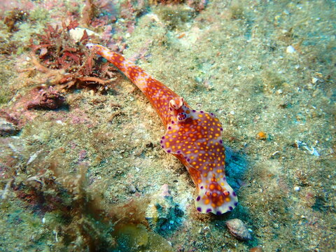 海の岩場を這うニシキウミウシ
