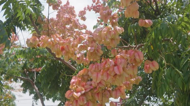 naturaleza, &aacute;rbol, flor, f&aacute;brica, hojas, oto&ntilde;al, huerta, florecer, primavera, ciclos, rojo, sucursal, con textura, caer, variopinto, rosa, color, flora, arce, japonesa, navida, aparcar