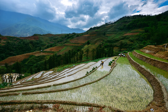 Stunning aerial view of vibrant green rice terraces in Sapa, Vietnam. A world-famous landmark featuring breathtaking natural landscapes and traditional agricultural beauty. 