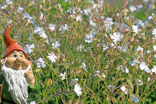 Bl&uuml;hende Wei&szlig;e Lichtnelke,Silene latifolia,
