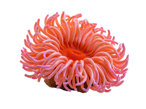 Vibrant pink sea anemone isolated on white background for marine biology and ocean life