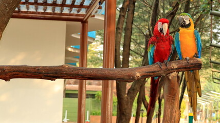 A red macaw and a blue yellow macaw share a wooden perch, creating a vivid tropical bird scene with colorful feathers and natural habitat details. © onyengradar