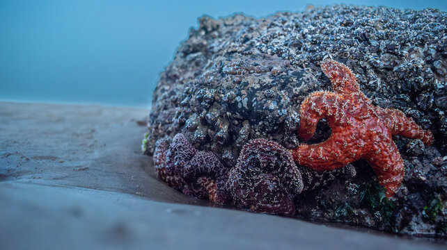 Marine tide pool with barnacles and sea anemones