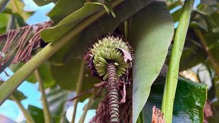Young tiny green raw bananas growing on a bunch beneath tropical tree leaves © ZulfikarSaleh