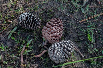 Pine cones on the ground. Close-up. Nature. © Miriana