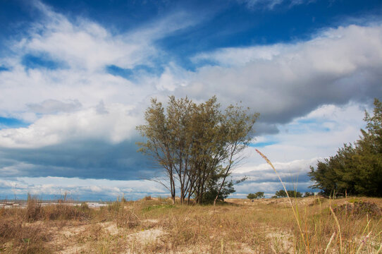 Pine tree on a sand dune with blue sky and clouds 