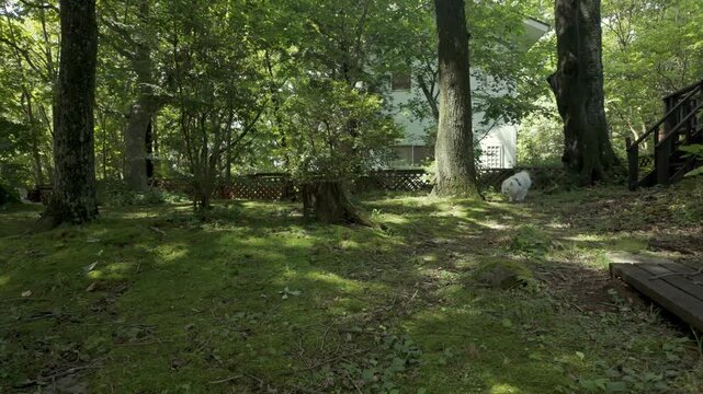 Cute white Japanese Spitz dog playing and walking in a lush green mossy garden of a forest villa in Nasu, Japan (Japanese text on the dog's harness translates to "Suzu")